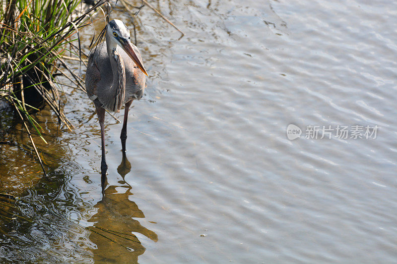 大蓝鹭(Ardea herodias)